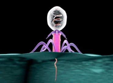 Bactériophage injectant son matériel génétique dans une bactérie